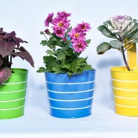 Stella impex Moradabad