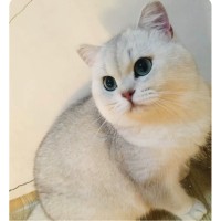 王郑飞