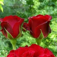 Yogesh Baghel