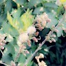 نور الشمس