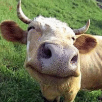 Y O