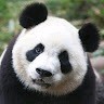 Fox Panda