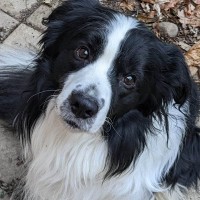 Callum Border Collie