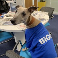 Brodie Whippet