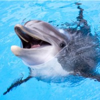 Dolphin Swimming Pools T-S L.L.C