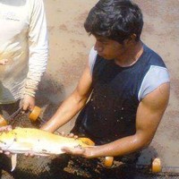 Harold Céspedes Girón