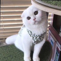 龚雪莹