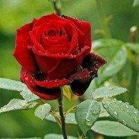 Mohd Tanweer Iqbal