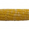 Corn Cob