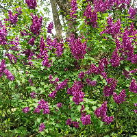 Jean Charles DUGIMONT