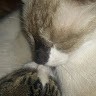 cats lover