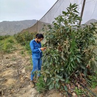 Nelsi Yulisa Velasco Peña