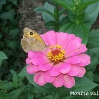 montse vall-lloveras clapes