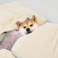 안진우