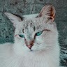 الرحال الليبي