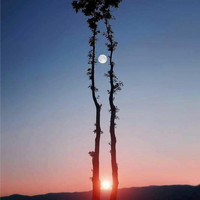 Lookman Divelli  ACMA