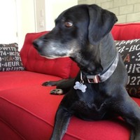 diego dog
