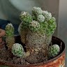 Herrera Maria