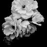 DIVYA M