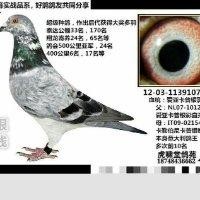 郭永飞