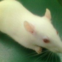 朱永恒
