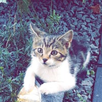 Klaren International A l.