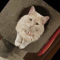 Cate S Watson