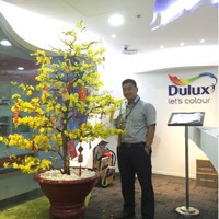 Dung Anh