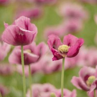 ساره جرادات