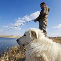 How To Train A Dog