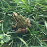 Frog undefined