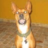 Oscar Julian Ladino Robles