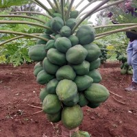Lloyd Kagwa