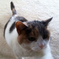 Lucy Cat