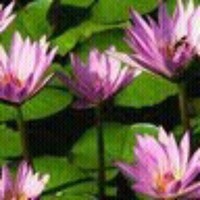Pushpa Patade