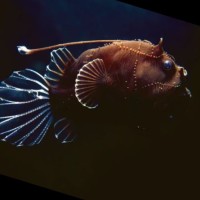 Christos Eleftheriou