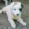 Georgiana Anghel
