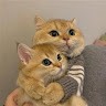 Le Thi Y Nhi