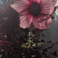 Imelda L