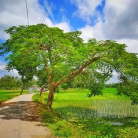Israt Khan