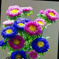 Naag M Reddy Reddy
