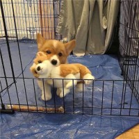 赵金辉
