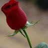 Md Nurul Islam