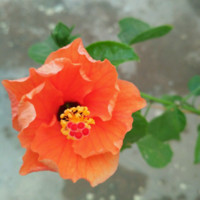Meenakshi Palani