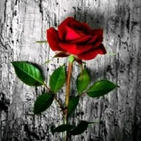 SAJJAD S