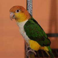 Nero the Caique