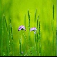 精简 物可蒙