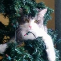 Raymond Quattrocelli