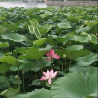 高梓钧