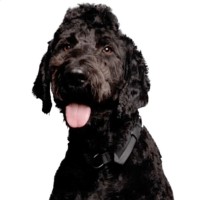 Danger the Dog